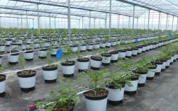 蓝莓种植技术有哪些关键要点？