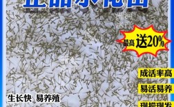 鲢鱼水花鱼苗养殖技术要点有哪些？