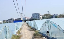 大棚南美白对虾新品种有哪些优势？