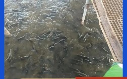 山东黑鱼养殖提供技术