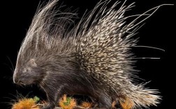 如何从外观区分不同豪猪品种？