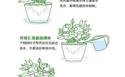 仙客来怎么养才开花多？