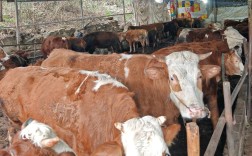 四川养牛什么牛品种