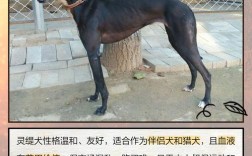 河南养肉狗，哪个品种最合适？