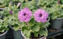 牵牛花属于哪个植物品种？