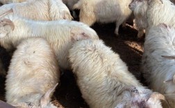 辽宁羊有哪些品种？