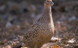 野生鸡类品种有哪些？