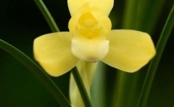 春兰细叶黄叶有哪些品种？