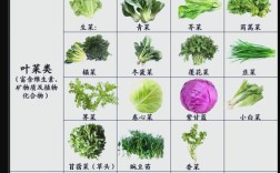 十大抗寒蔬菜品种，哪种最适合你种植？