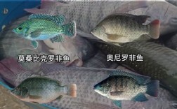 罗非鱼哪个品种长得最快？