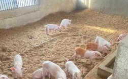 土著菌发酵床养猪技术有何优势？