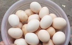 养殖斗鸡孵化技术有哪些关键点？