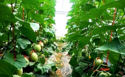 早春大棚甜瓜怎么种才高产？