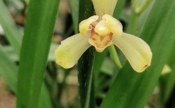 建兰梅瓣名品有哪些？