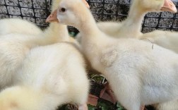 外形酷似鹅的家禽品种有哪些？