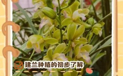 兰花培育新品种有哪些关键步骤？