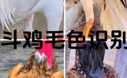 如何挑选优质小斗鸡品种？