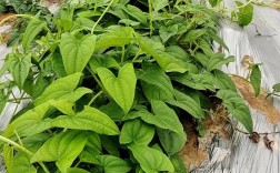 农广天地山药种植技术有哪些要点？