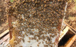 中蜂活框养殖技术视频怎么学？