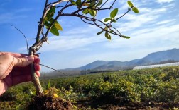 黄金种植技术视频下载