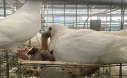 最新肉鸽养殖技术视频有何要点？