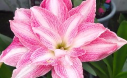 粉色朱顶红常见品种有哪些？