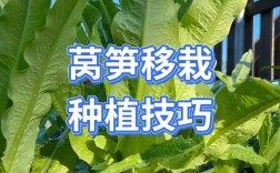 大棚越冬莴笋栽培技术