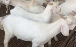 奶羊品种哪个产奶量最高？