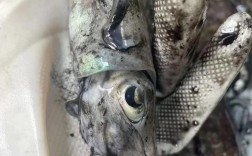 墨鱼养殖技术视频怎么学才高效？