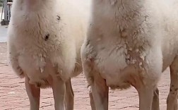 小尾寒羊圈养技术视频怎么学？