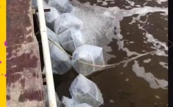 微流水养殖青虾高产技术，关键点在哪？