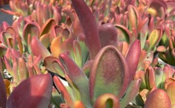 火狐狸多肉品种究竟有多少？