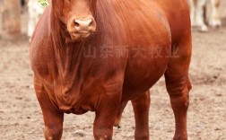 江西黄牛有哪些主要品种？