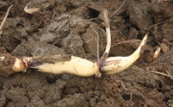 浅水藕哪个品种产量最高？