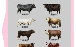 哪种牛品种最好吃？