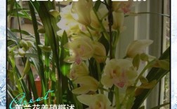 兰花养殖技术与管理，关键要点有哪些？