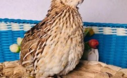 哪种鹌鹑品种产蛋量最高？