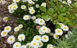 路边小雏菊品种有多少？