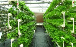 现代种植技术视频有哪些实用干货？