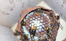 2025蜂群价格会涨还是跌？