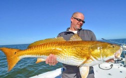 美国红鱼价格为何波动？