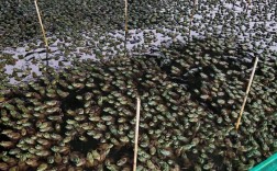 养殖青蛙哪有技术提供