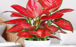 吉利红哪个品种最好？