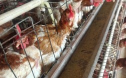 冬季散养蛋鸡如何高产？