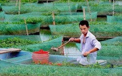 黄鳝养殖技术有哪些关键要点？