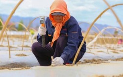 小拱棚粘玉米栽培技术要点有哪些？