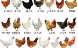 吉林肉毛鸡价格现在多少？