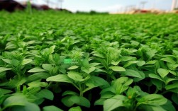 莪术繁殖栽培管理技术，莪术栽培实用新技术