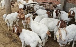 农村养羊选什么品种好？