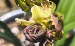 墨兰哪个品种开花最香？